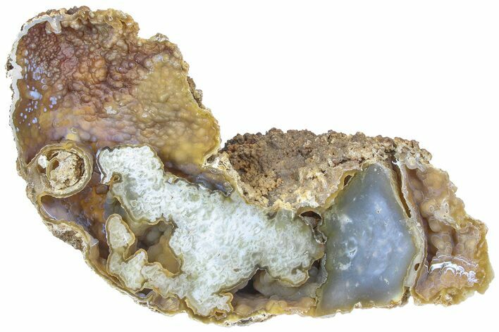 Agatized Fossil Coral Geode - Florida #188203